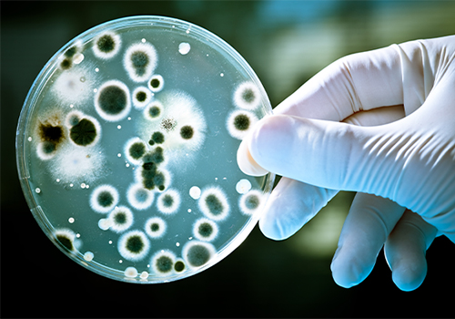 哈茨木霉菌 哈茨木霉菌