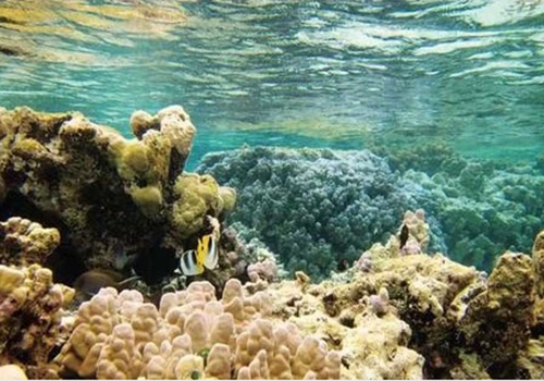 微生物菌剂 微生物菌剂