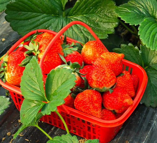 1766545914446479.png 39e1b62e75ca0ba090cd7a50d5458f40.png